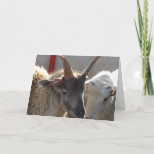 Jacob Crossbred Sheep Kaart