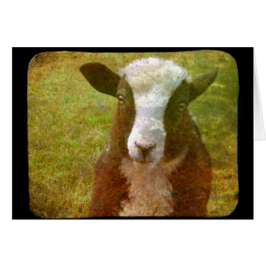 Jacob Lamb (Devant horizontal)