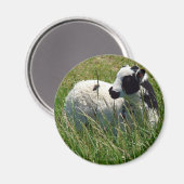Jacob Ram Lamb Magneet (Voorkant / Achterkant)