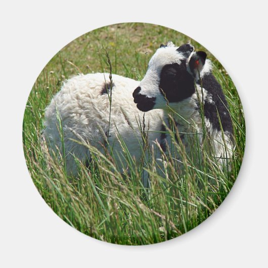 Jacob Ram Lamb Magneet (Voorkant)