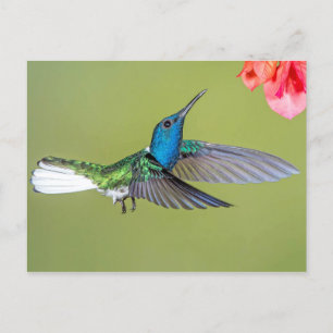 Jacobin Hummingbird in vlucht Briefkaart
