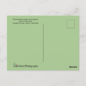 Jacobin Hummingbird in vlucht Briefkaart (Achterkant)