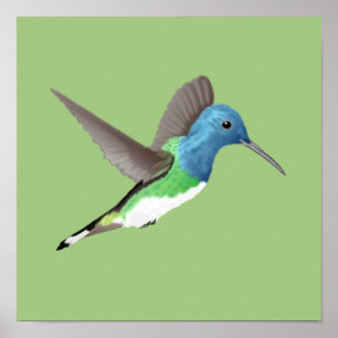 Jacobin Hummingbird, transparant. Poster