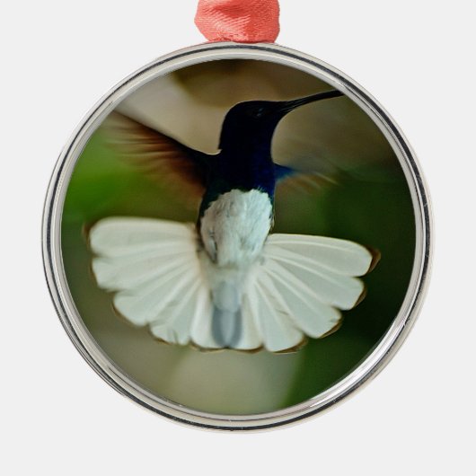 Jacobin in flight metalen ornament (Voorkant)