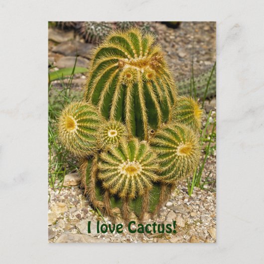J'adore la carte postale de cactus (Devant)