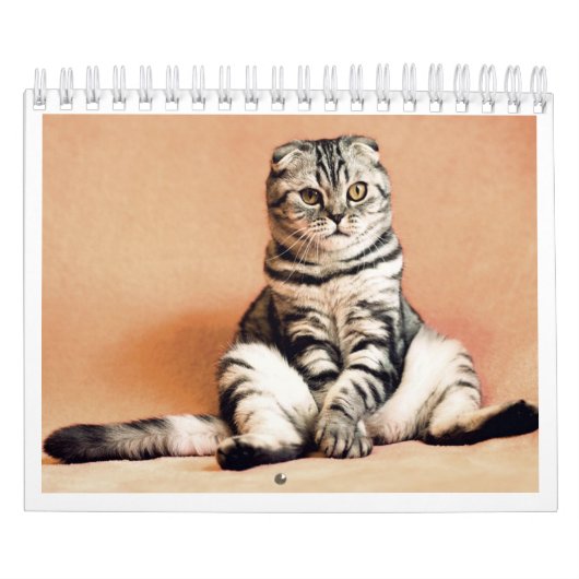 J'adore le calendrier des chats 2026 (Protection)