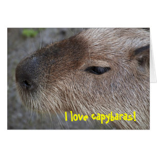 J'adore les capybaras
