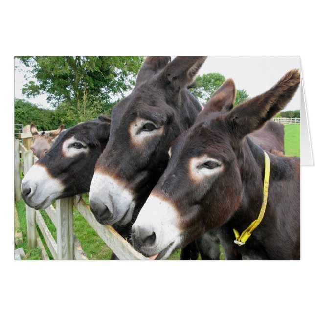 J'adore les Donkeys ! (Devant horizontal)