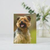 J'adore les Yorkies ! Carte postale (Debout devant)