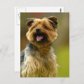 J'adore les Yorkies ! Carte postale (Devant / Derrière)