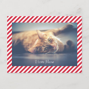 J'adore Meow   Carte postale de la Saint-Valentin