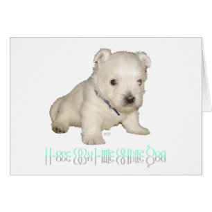 J'adore mon petit chien blanc - chiot Westie