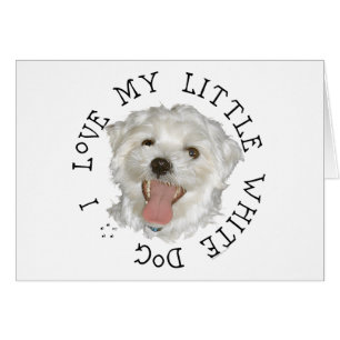 J'adore mon petit chien blanc Maltais