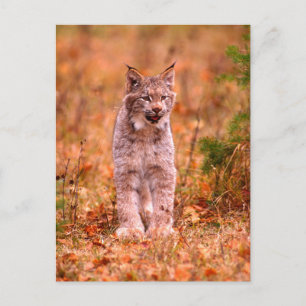 Jagen met een rode lynx   Herfstbos Briefkaart