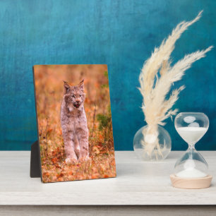 Jagen met een rode lynx   Herfstbos Fotoplaat