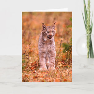 Jagen met een rode lynx   Herfstbos Kaart