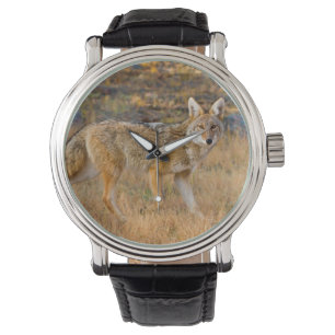 Jagen op Coyote (Canis Latrans) Horloge