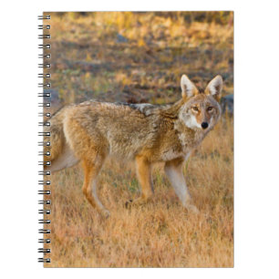 Jagen op Coyote (Canis Latrans) Notitieboek