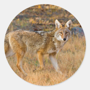 Jagen op Coyote (Canis Latrans) Ronde Sticker