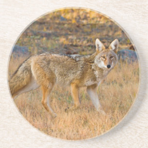 Jagen op Coyote (Canis Latrans) Zandsteen Onderzetter
