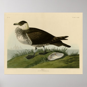 Jager (Pomarine Jaeger) Audubon's vogels in Amerik Poster