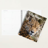 Jaguar (Devant avec enveloppe)