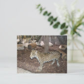 Jaguar # 3 briefkaart (Staand voorkant)