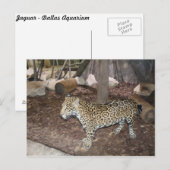 Jaguar # 3 briefkaart (Voorkant / Achterkant)