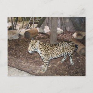 Jaguar # 3 briefkaart