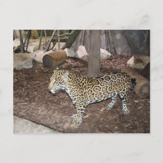 Jaguar # 3 briefkaart (Voorkant)