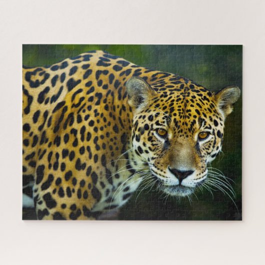 Jaguar Big Cats. Legpuzzel (Horizontaal)