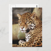 Jaguar Briefkaart (Voorkant / Achterkant)