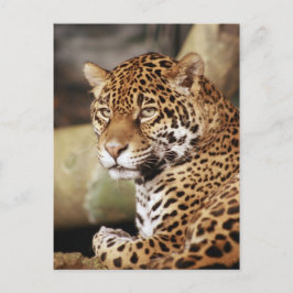 Jaguar Briefkaart