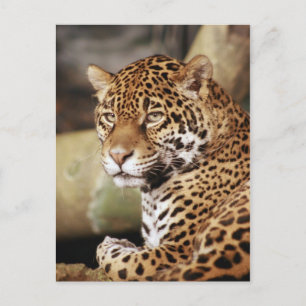 Jaguar Briefkaart