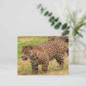 Jaguar Briefkaart (Staand voorkant)