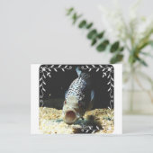 Jaguar Cichlid Briefkaart (Staand voorkant)