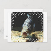 Jaguar Cichlid Briefkaart (Voorkant / Achterkant)