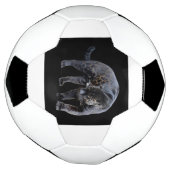 Jaguar Diablo (Tourné)