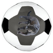 Jaguar Diablo (Tourné)