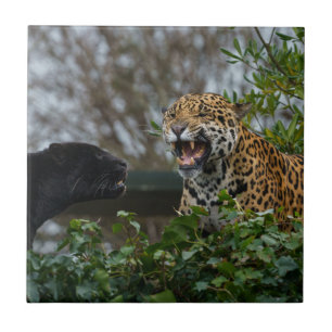 Jaguar Growl Tegeltje