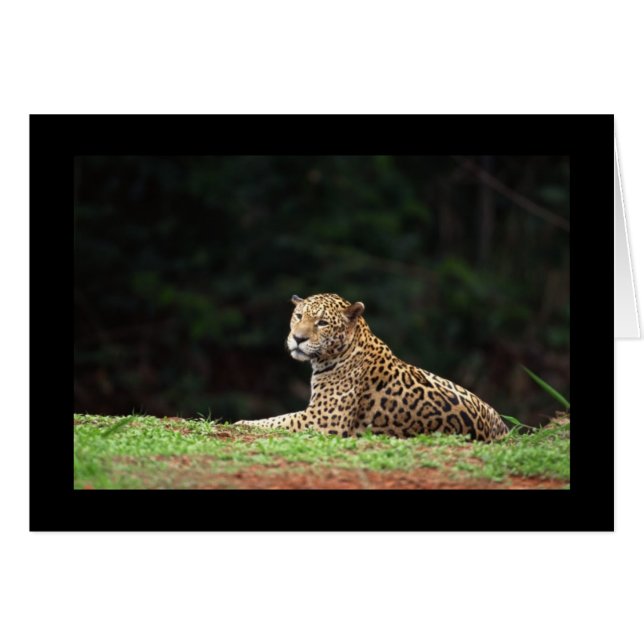 Jaguar Lounging (Voorkant Horizontaal)