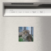 Jaguar Magneet (Insitu (Vaatwasser))