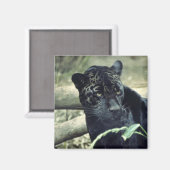 Jaguar Magneet (Voorkant / Achterkant)