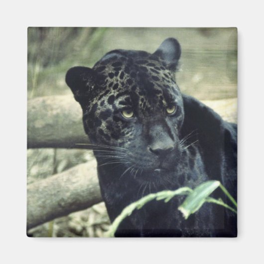 Jaguar Magneet (Voorkant)