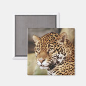 Jaguar Magnet Carré (Recto/Verso)