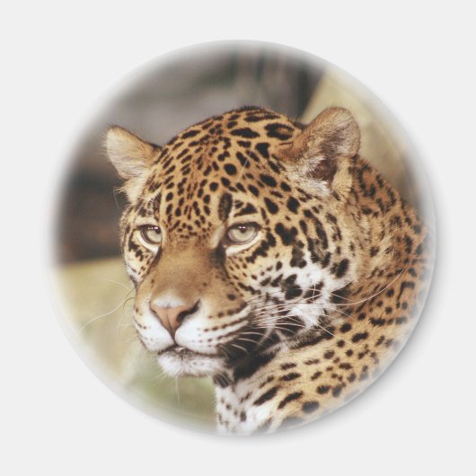 Jaguar Magnet Magneet (Voorkant)