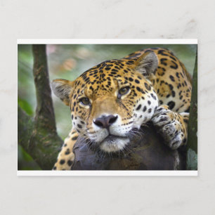 Jaguar ontspant in boom briefkaart