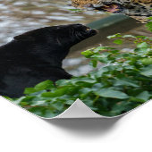 Jaguar Pair Poster (Hoek)