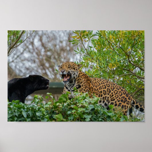 Jaguar Pair Poster (Voorkant)