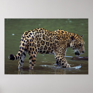 Jaguar (Panthera onca) in de modderrivier Poster
